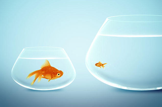 Conceptual image of big and small goldfish.