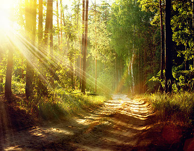 Image of a forest trail with rays of sun beaming through the trees.