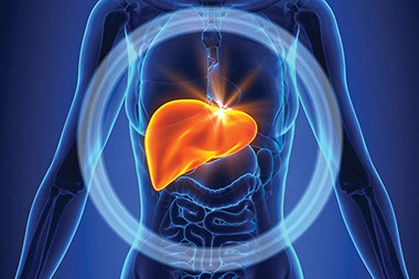 Illustration of liver.