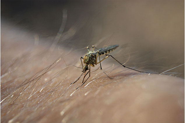 Image of mosquito.