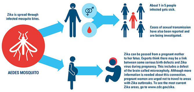 Infograph of the zika virus.