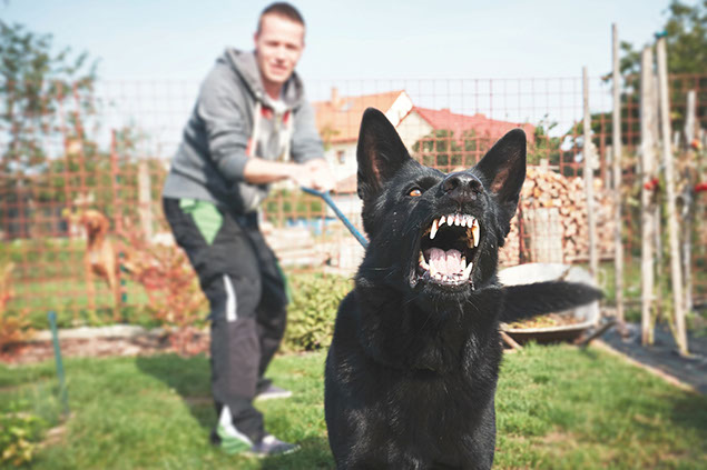 Aggrestive dog barking while owner is holding it back.