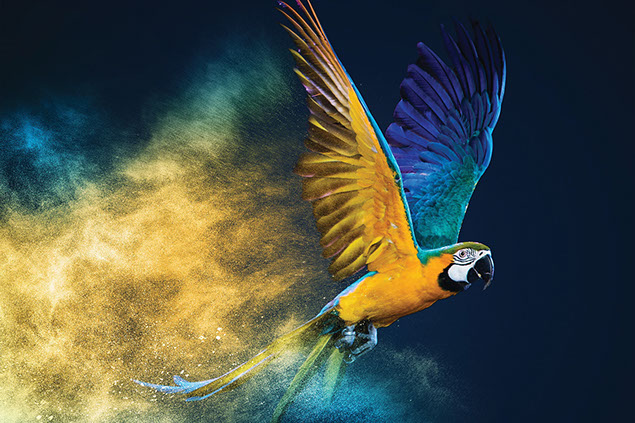 A colorful parrot.